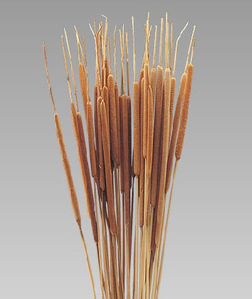 Reed Spadix Pencil